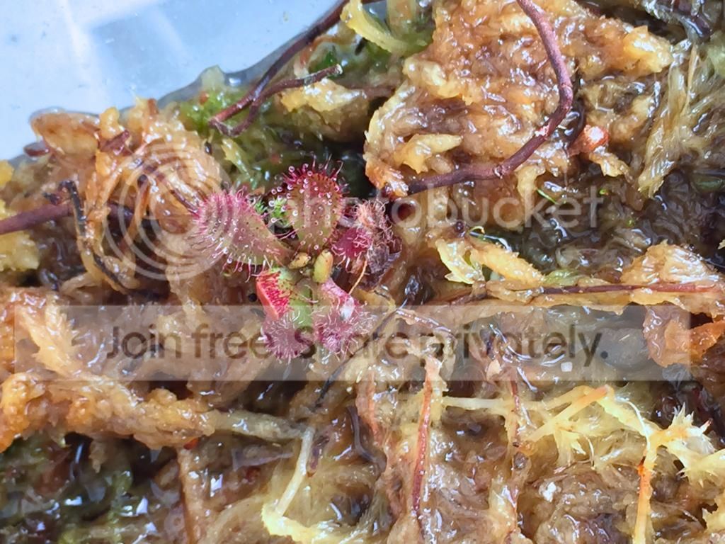 IMG_0066_zps5beba445.jpg