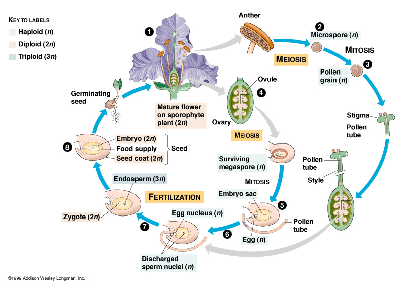 139450_Angiospermae.jpg