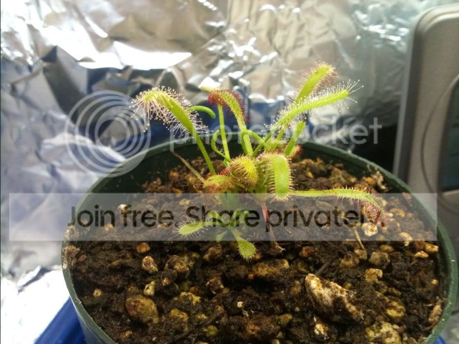 sundew3.jpg