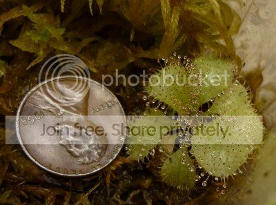 NASC2012-Dschizandra042912.jpg