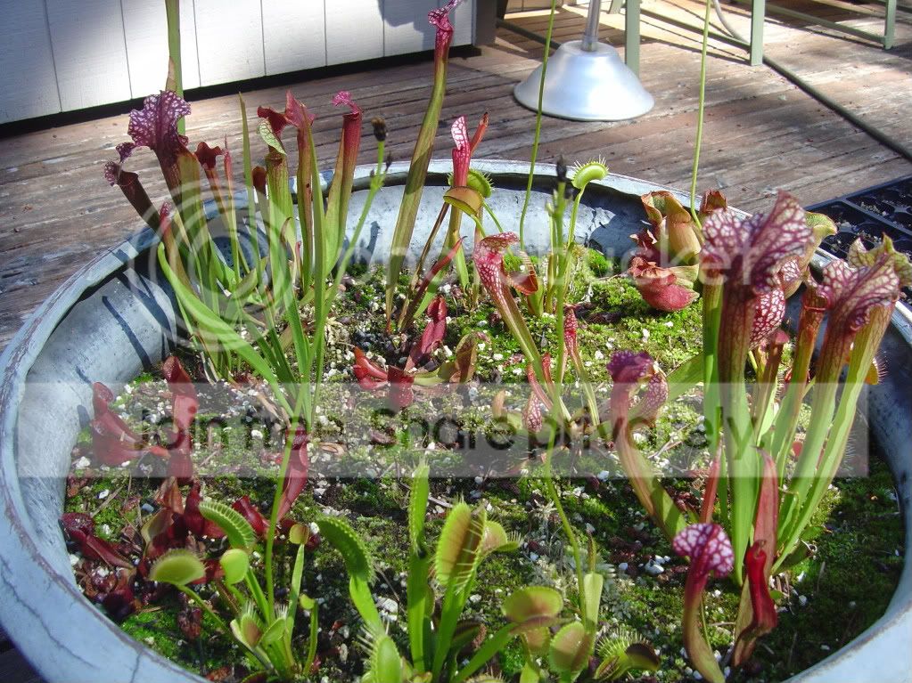 CPs8-18-09026.jpg