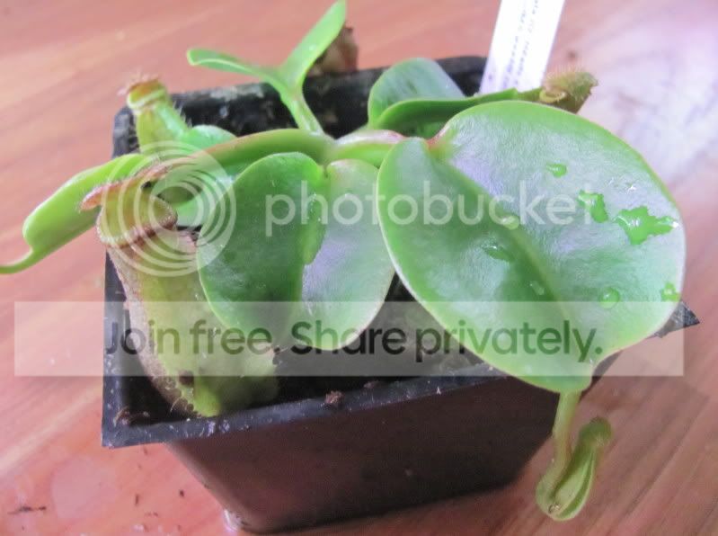 blacktruncata-1.jpg