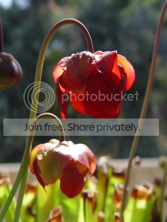 sarr_flowers08_03.jpg