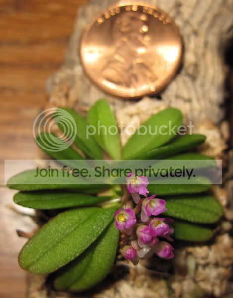schoenorchis-fragranscoin.jpg
