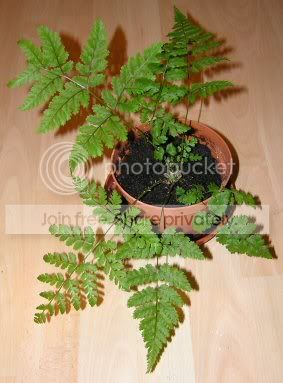 Fern.jpg