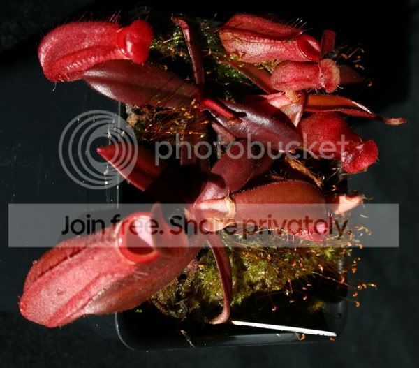 salenepseedlings0164.jpg