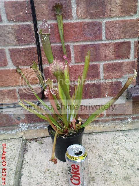 sarracenia019.jpg