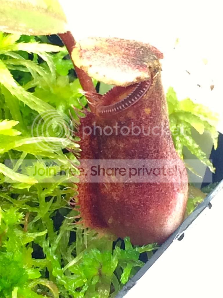 IMG_2839_zps42528fbe.jpg