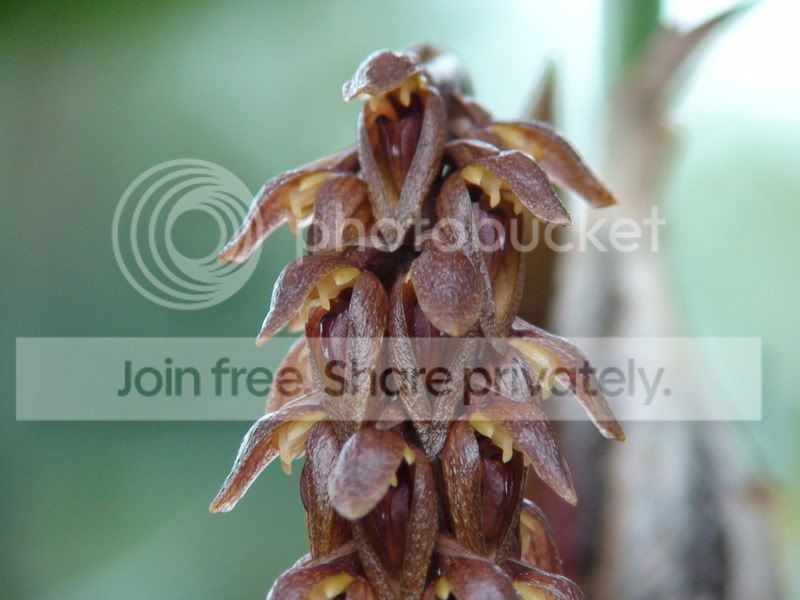 bulbocareyanum5.jpg