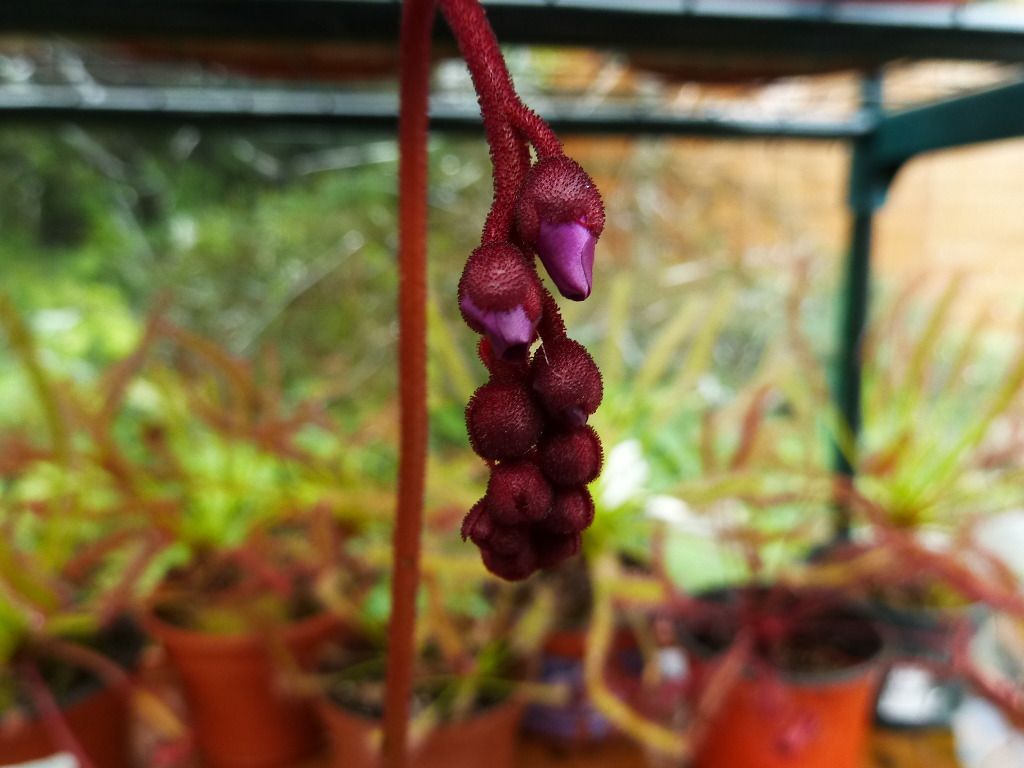 plants10032012045.jpg