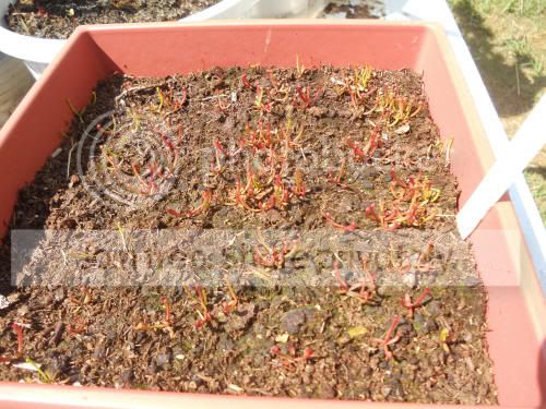SflavaXpurpurea_7-5-12.jpg