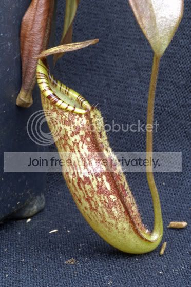 Spectabilis2.jpg