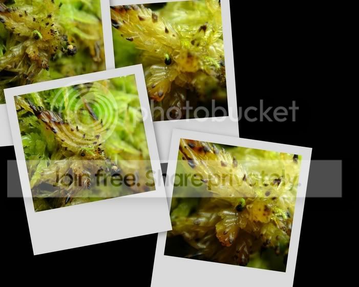 collage29.jpg
