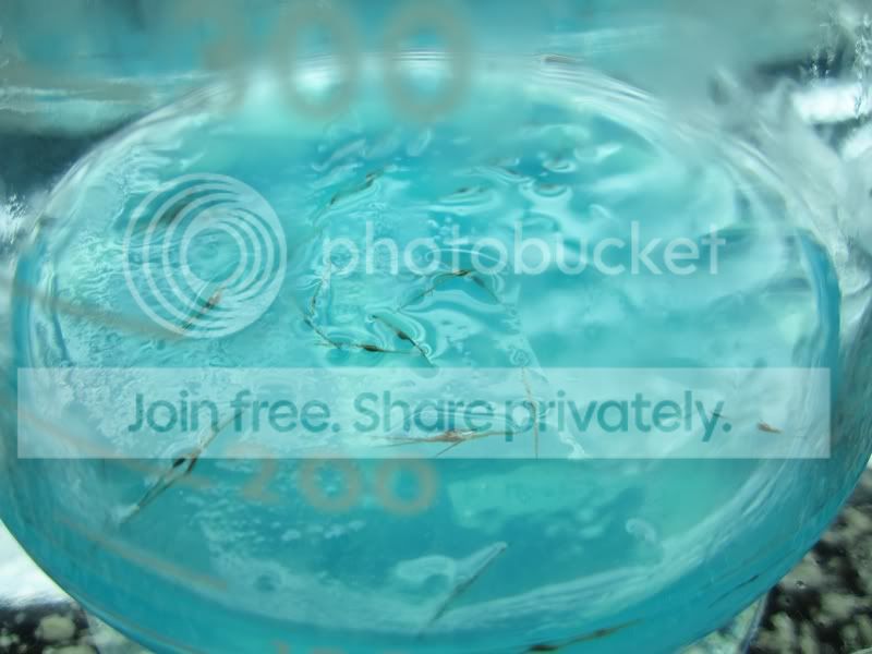 NepSeedOnPPM.jpg