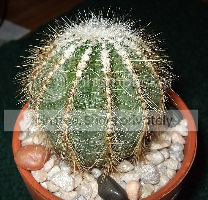 NotocactusWarasiidec08038.jpg
