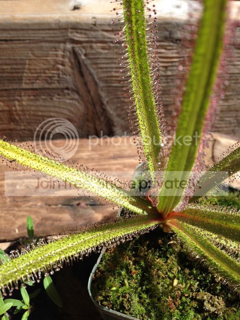 DroseraRegia_zps6879d0f9.jpg