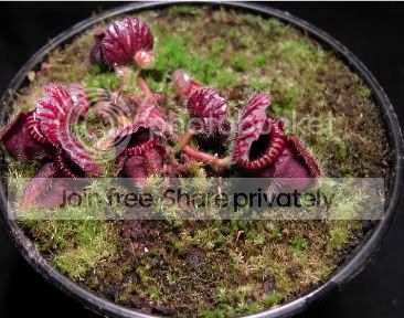 mybigcephalotus.jpg