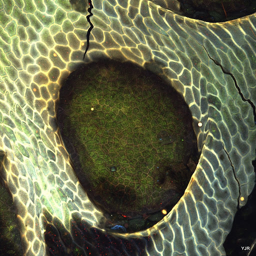 Nepenthes.jpg