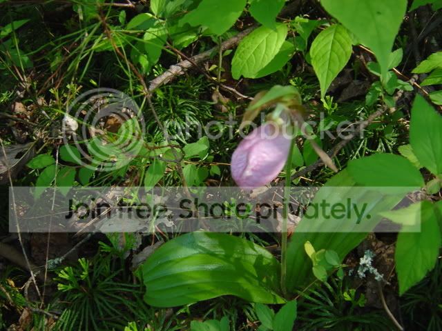 DSC00704.jpg
