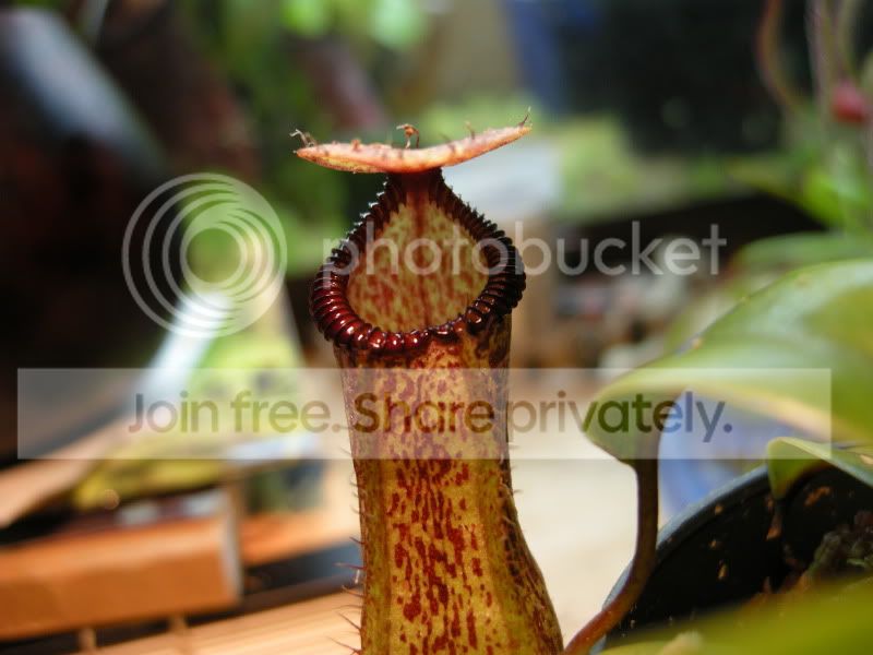 DSCN6780.jpg