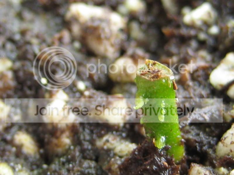 plants079.jpg