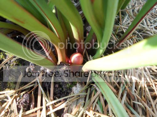 Sflava-bud_3-17-12.jpg