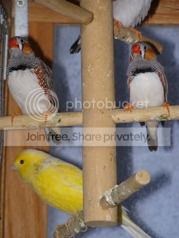 Birds112006.jpg