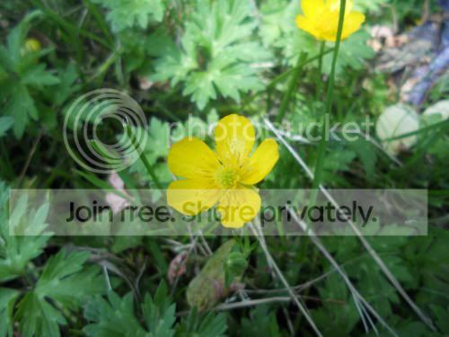 buttercup_6-7-11.jpg