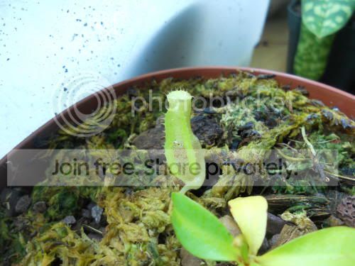 Nclipeata_10-27-11.jpg