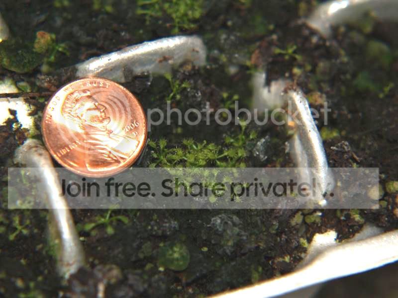 dcapensiswpenny021809.jpg