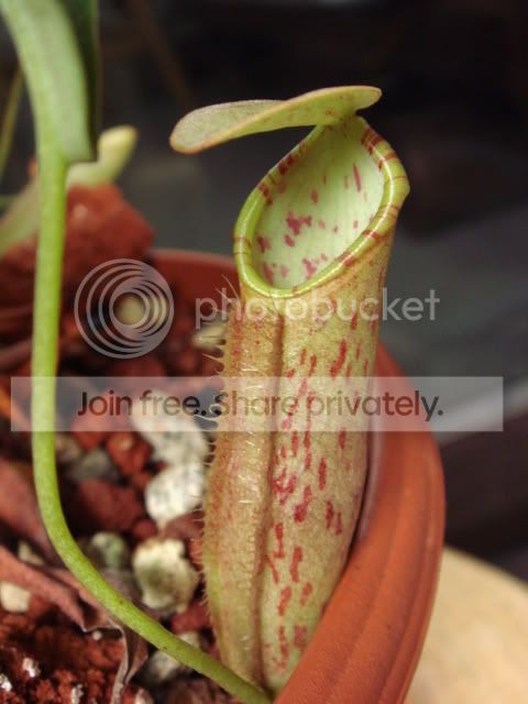 northiana_bal1_pitcher.jpg