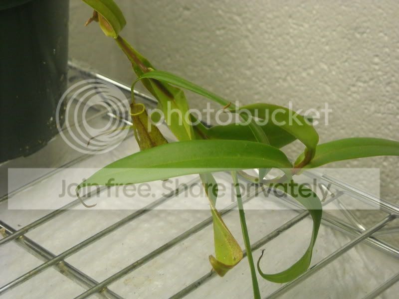 Ngracilis1-81208.jpg
