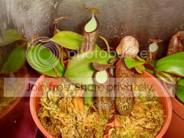 nepenthes_adnata_basals.jpg