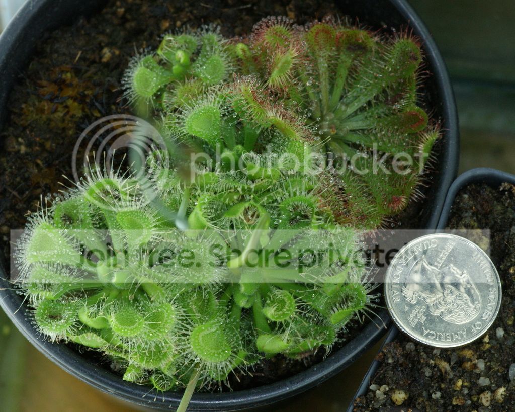Drosera%20burmannii%20cluster%20001.jpg