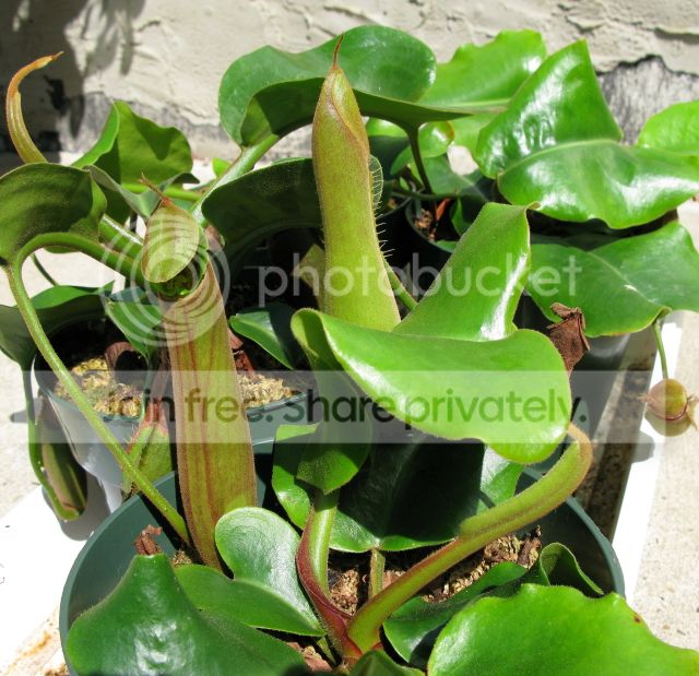 IMG_9580-N-truncata-seedlings-July-30-2012.jpg