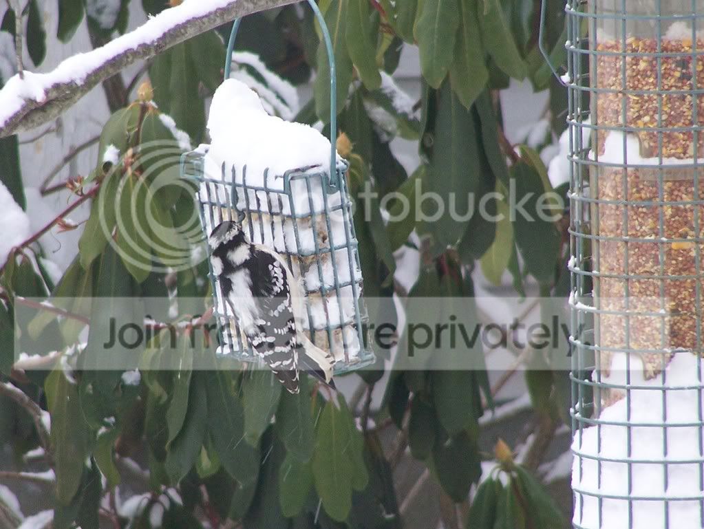birds027.jpg