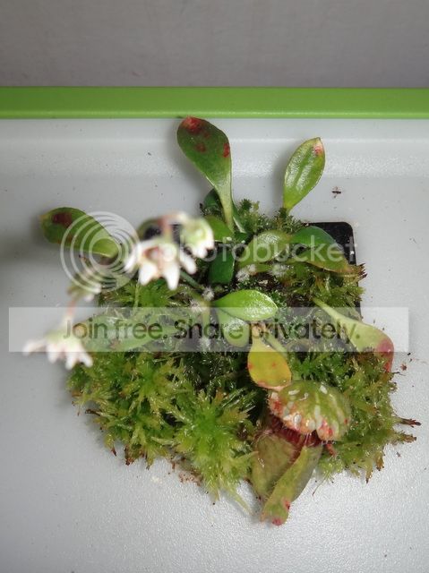 cephalotus_flowering_plant1_141112.jpg
