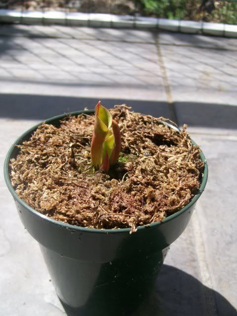 Heliamphora2.jpg