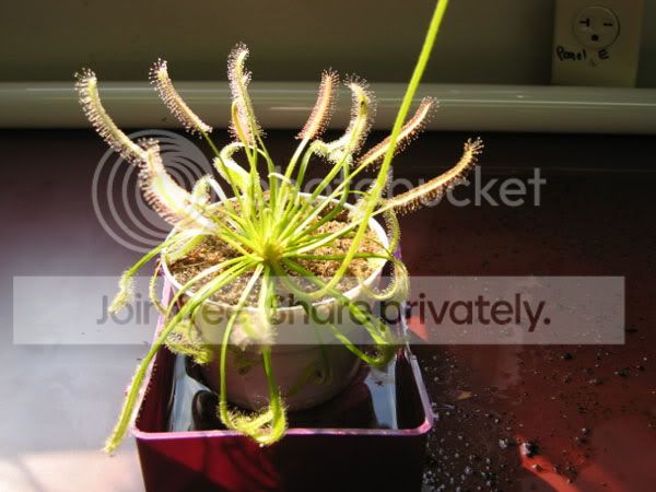 D_capensis_Albino_001.jpg