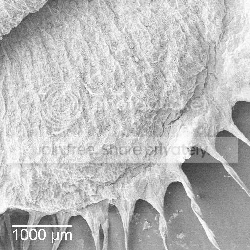 SEMvftleafmicro.jpg