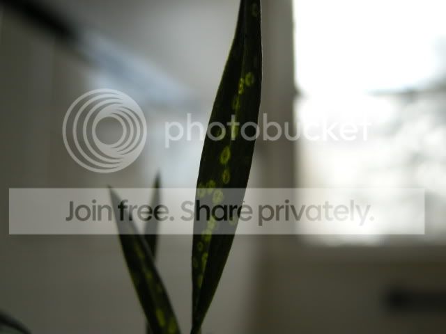 DSCN8747.jpg
