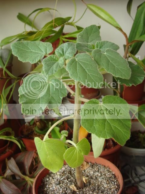 proboscidea_parviflora_abt2mths.jpg