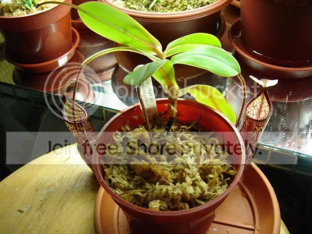 macfarlaneiplant.jpg