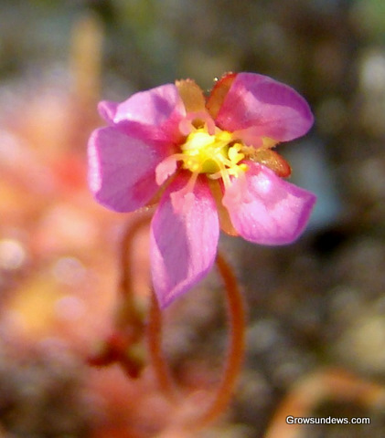 flower_crappy_Drosera_sp_South_Africa.JPG