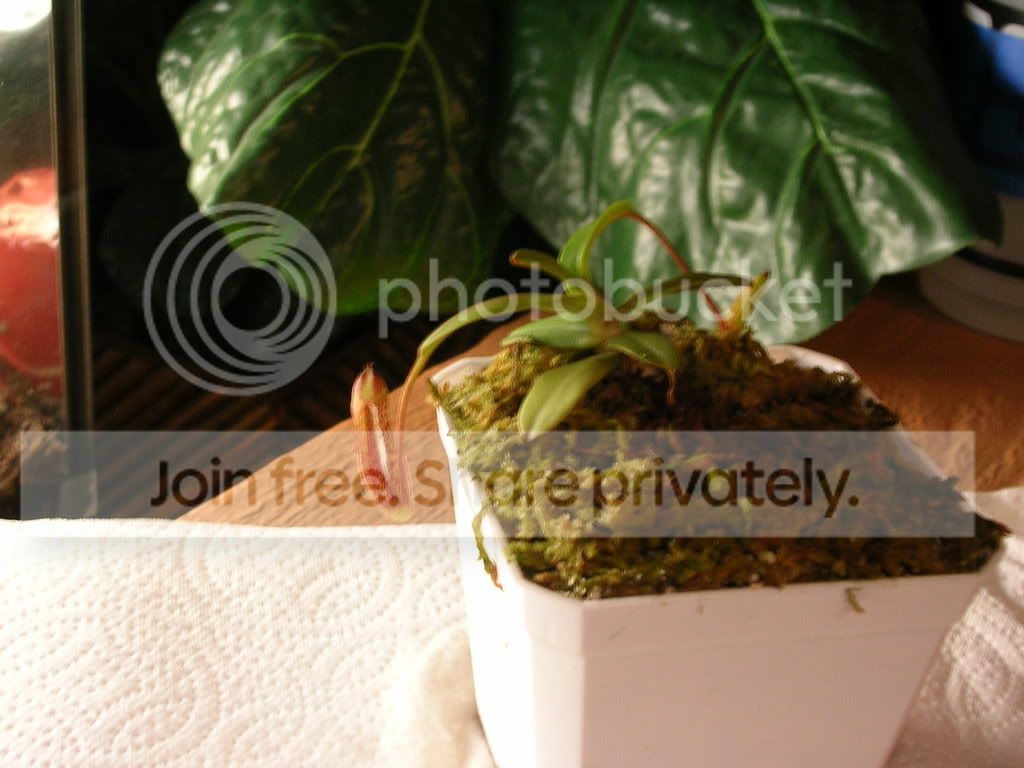 DSCN3726.jpg