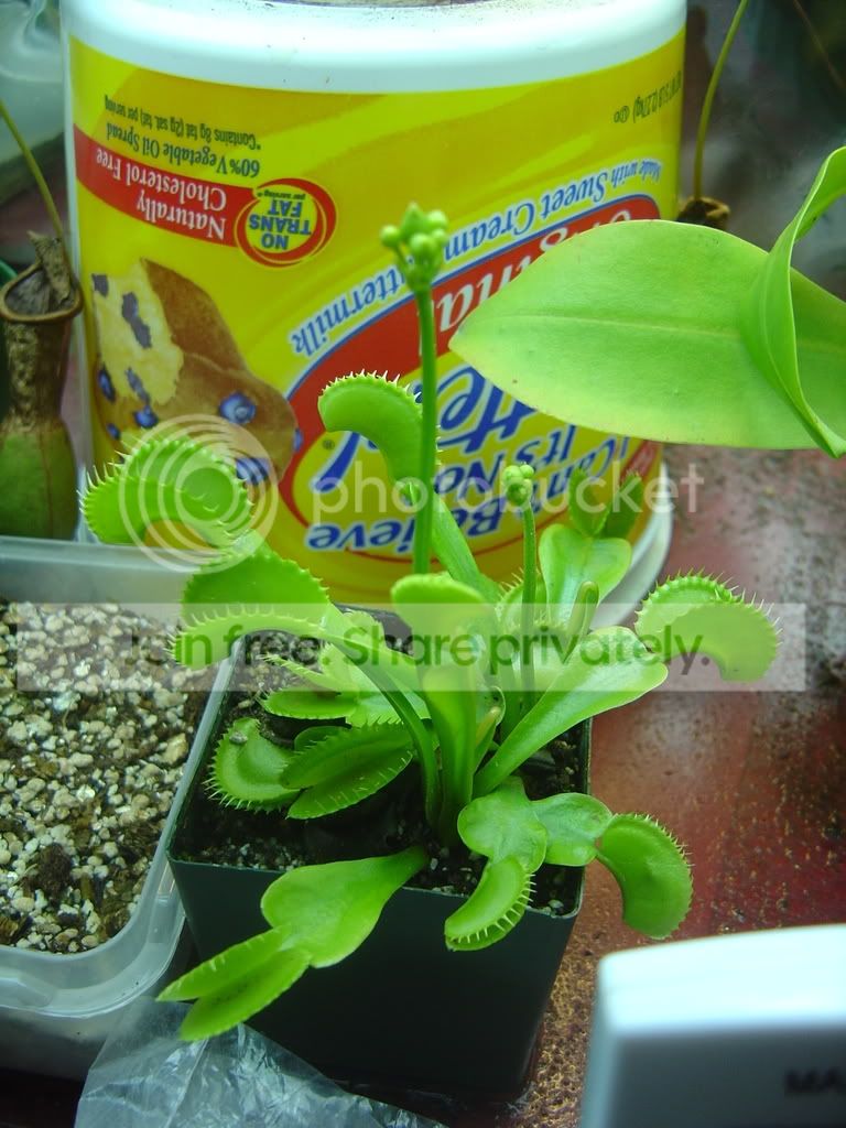 VFTflowerandSanguineaPitcher004.jpg