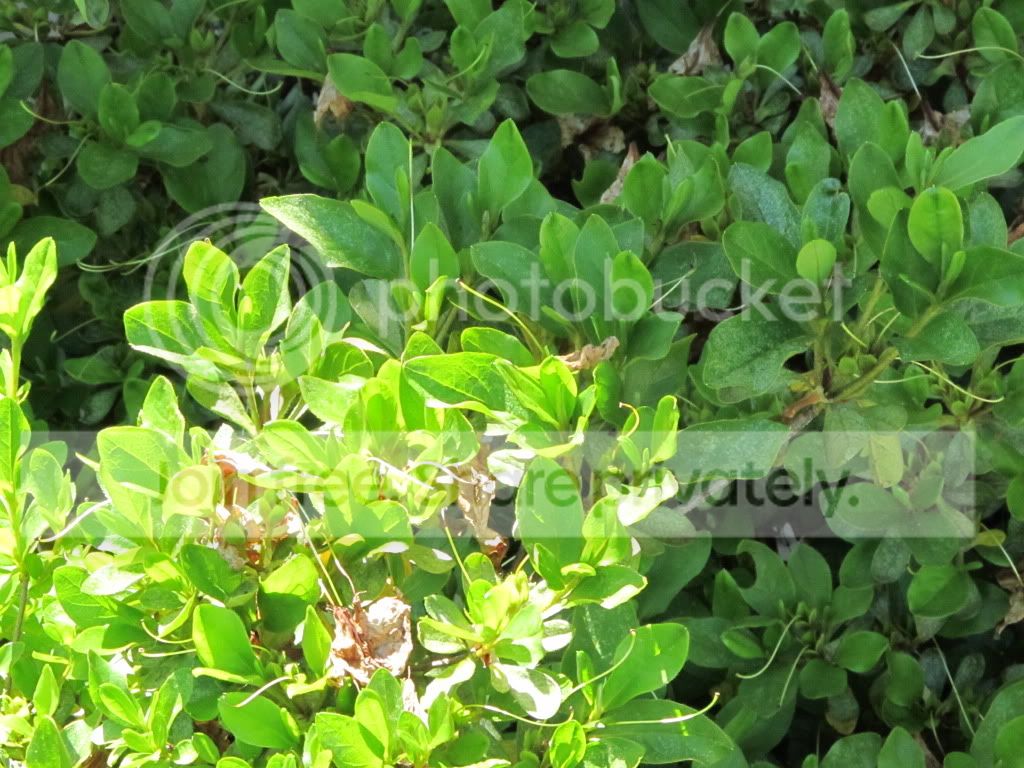 IMG_4765.jpg