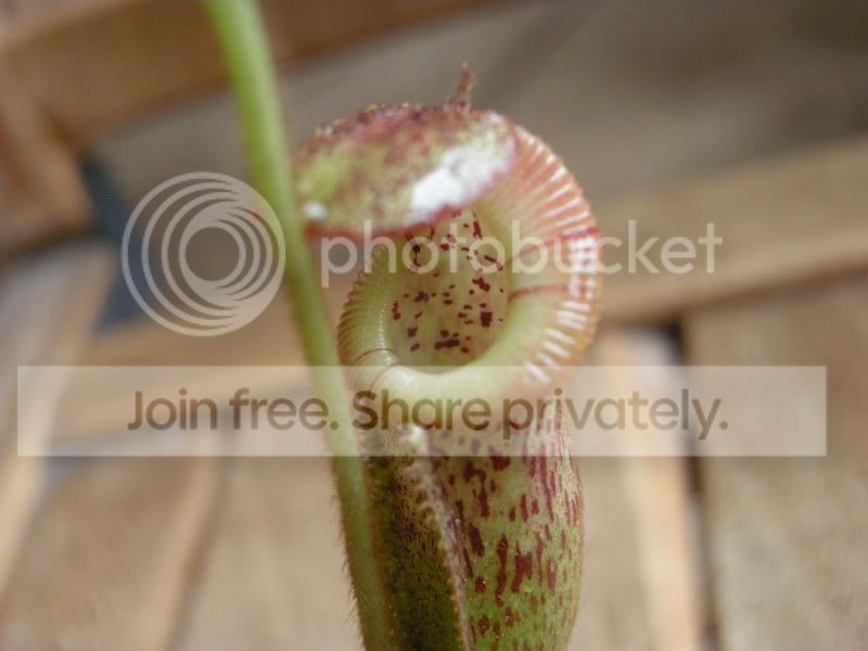 DSCN6194.jpg