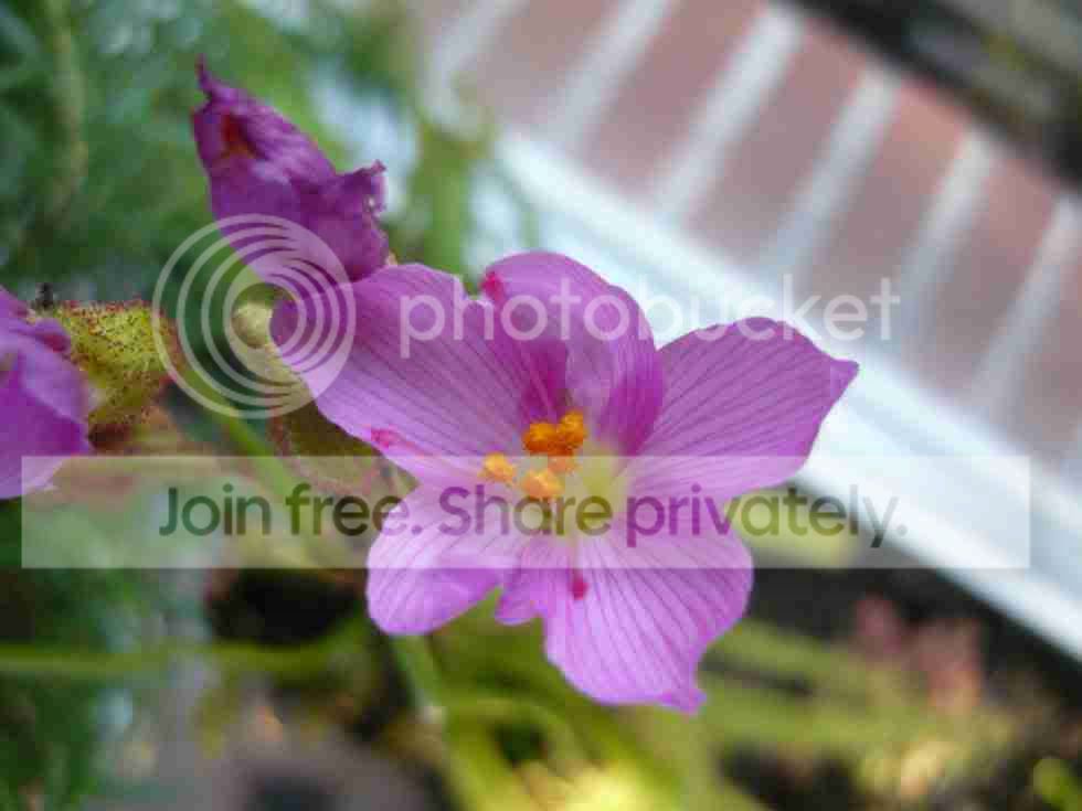 D_regia_flower.jpg