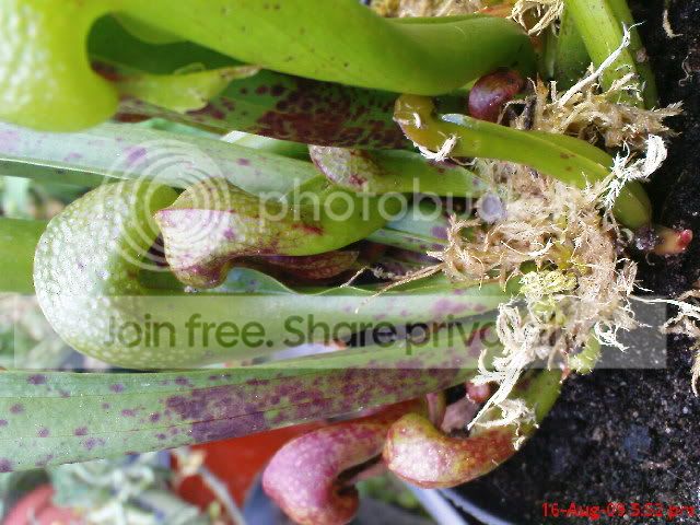 sarracenia028.jpg